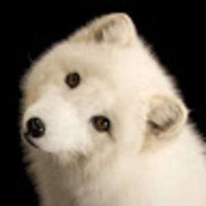 Meet your Posher, Alena